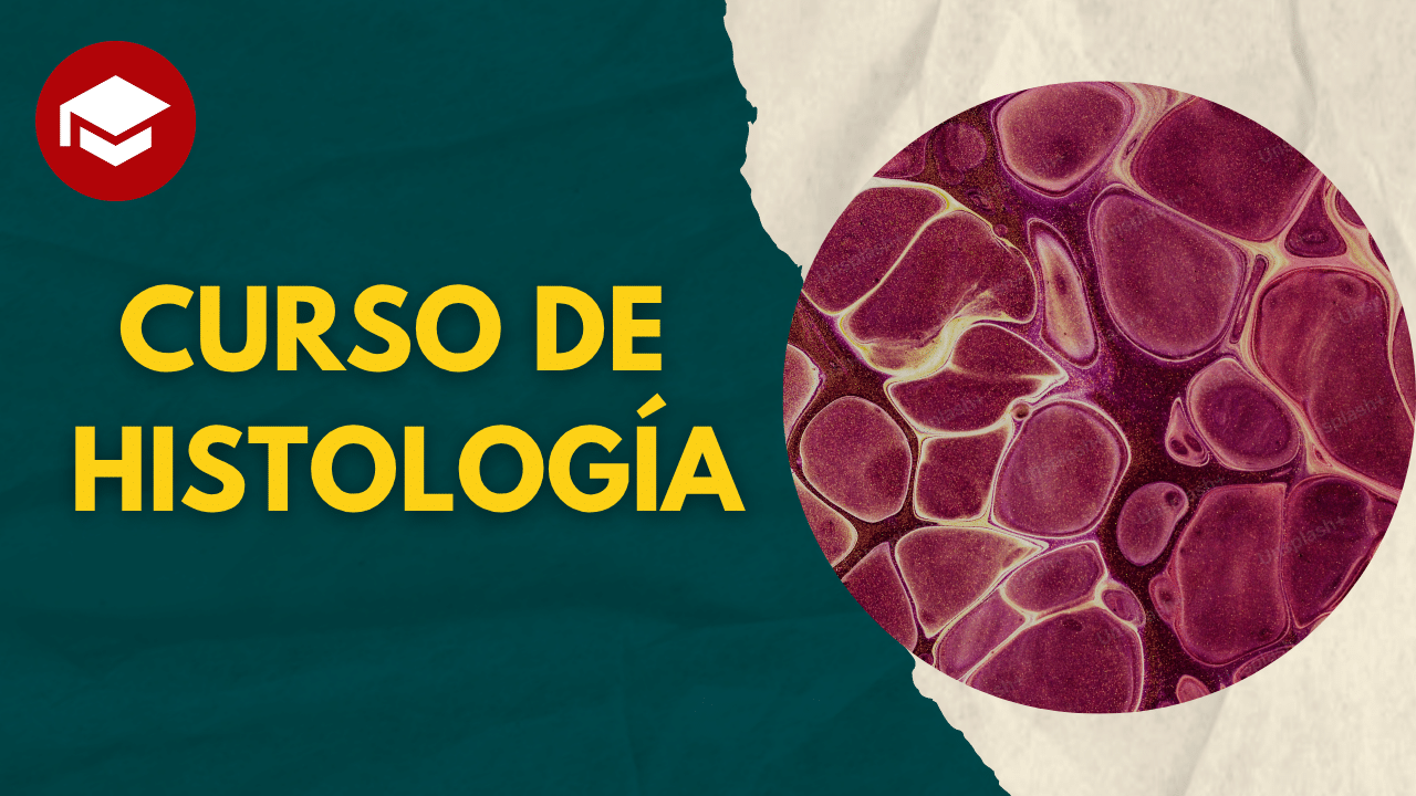 Lee más sobre el artículo Curso de Histología – 12