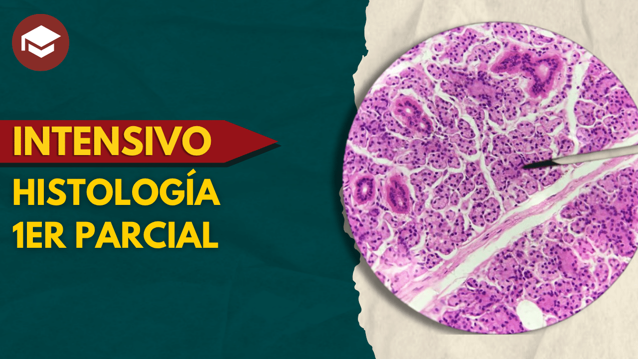 Lee más sobre el artículo Intensivo Histología 1er parcial – 11