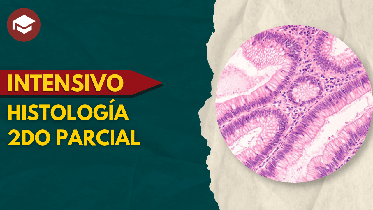 Lee más sobre el artículo Intensivo de Histología 2do parcial – 11